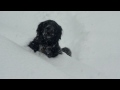 Snow Dog Fail