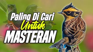 Download lagu PALING DI CARI UNTUK MASTERAN mp3 Download lagu PALING DI CARI UNTUK MASTERAN mp3