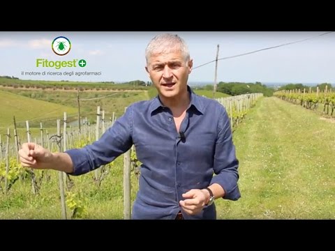 Quale medicina è migliore da vermi a cuccioli Quello che le verdure e il frutto aiutano da vermi
