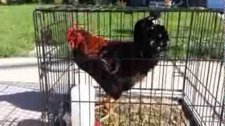 How to kill and pluck a chicken for food (graphic)