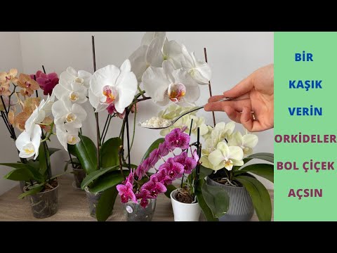 , title : 'Bir Kaşık Verin Orkideler bol Çiçek Açıp Sağlıklı kökler Çıkarsın/ Orkide Coşturan Gübre'