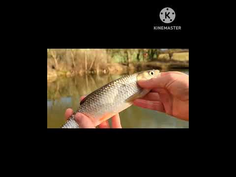WINTER Waggler FISHING (Part 6)