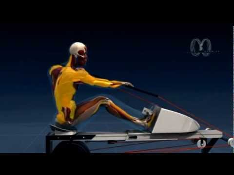 Paddlelite USA - newest cardio machine in USA