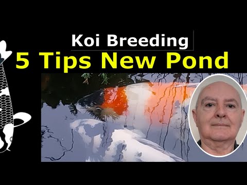 FIX Pond Start-UP Syndrome in 5 Easy Steps Today!