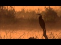 Tom Waits   Rainbirds