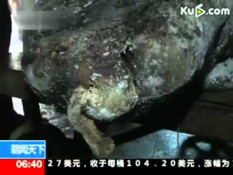 湖南洞庭湖42天發現12頭死亡江豚(視頻)
