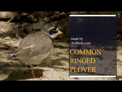 Kulík veľký (Charadrius hiaticula) — Common Ringed Plover základné fakty