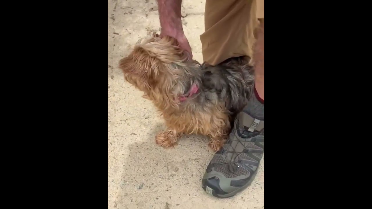 Daisy Mae, a ADOPTABLE Yorkshire Terrier in Shippenville, PA video 6/6