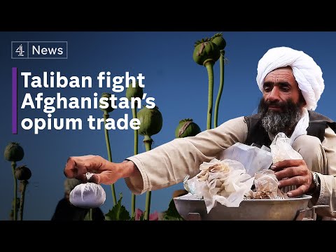 Taliban's drug trade problem: the reality of Afghanistan's opium addiction