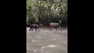 Download lagu Rusa Hutan (Payau) Melintas mp3