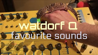 Video thumbnail for Waldorf Q - favourite sounds by Miguel d'Oliveira