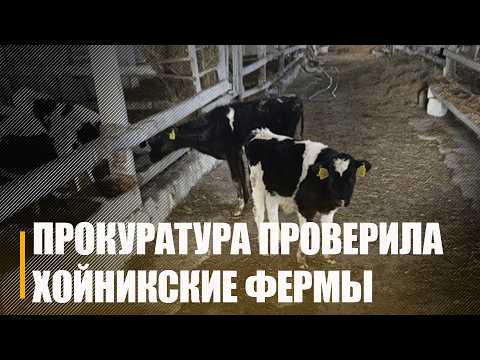 Недостатков немало. В Хойникском районе прокуратура выявила нарушения в сфере животноводства видео