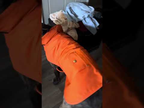 Carhartt Firm Duck Insulated Dog Chore Coat REVIEW