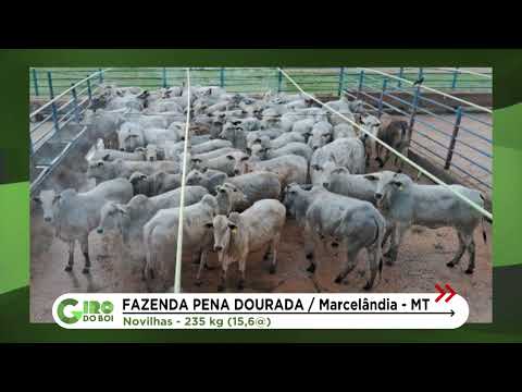 Early-maturing heifers reach almost 16 arrobas in Colíder (MT); see details.