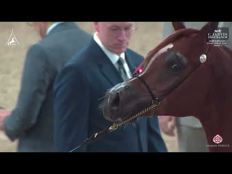 N 74 ASHGAR AKMAL   World Arabian Horse Championship 2024   PARIS   Yearling Males   Section A Class