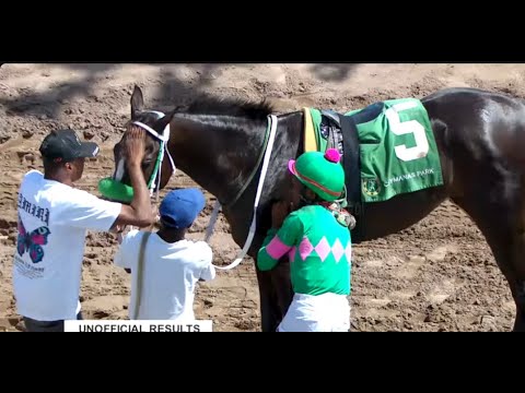 JAMAICA RACING: Tiffany Blu Opens Sat, Jan 31, 2026 At 7-2