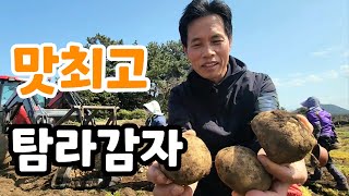 탐나 감자가 맛있는 이유?