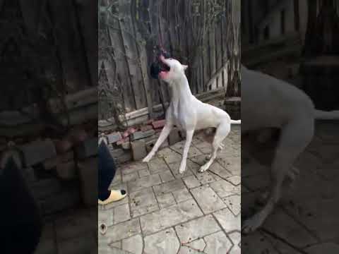 dogo argentino #life #dog #dogedit #dogoargentino #dogsedit