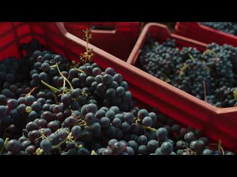 Wine Bar - Castello di Lispida