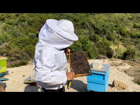 Suprizat e papritura ne blet ka marr fuqin puntorja. 08.05.2023