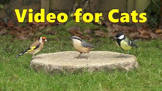 Videos for Cats to Love  ~ Birds From A Cats Perspective
