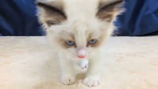 ラグドールの動画01