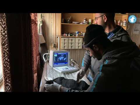 Starlight, soon to be a mother #tawf #animalrescue #youtube #donation #animalwelfare #subscribe #cat