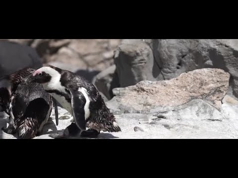 Purps the Penguin: The Making of the 3D Printed Penguin Boot