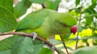 How to teach your parrot to talk 🦜तोते को बाते कैसे सिखाए💯 mithu calling mummy papa 😍