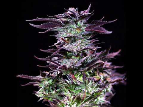 CISZA PRZED BURZA DNS