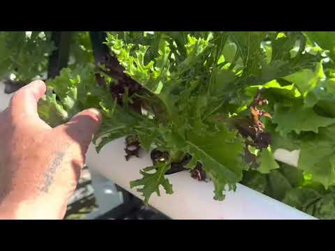 Hydroponic garden update 26/11/2022