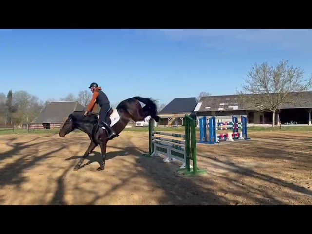 Caballo castrado Holsteiner En venta 2020 Bayo por Q-OXFORED QUALITY