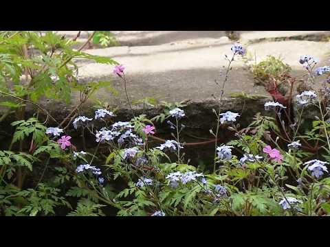 HOW and WHY ☾ YOU ☽  should have a FORGIVENESS practice  ❀ ✌