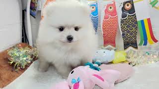 ポメラニアンの動画01