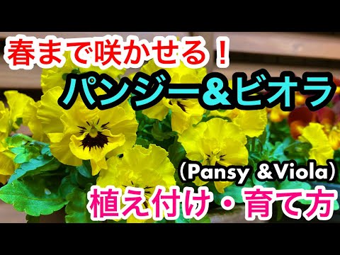 パンジーを植える時期と方法は？美しく開花させるためのヒントとコツ！  庭園