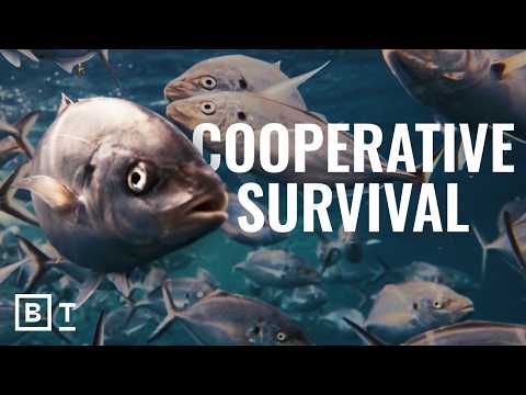 海洋在進化，而進化的基礎不是 "適者生存 (The ocean is evolving, and it’s not based on the ‘survival of the fittest’)