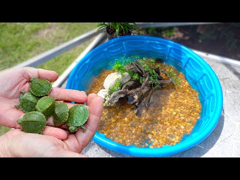 Rescued BABY TURTLES Get Their DREAM HOME!!