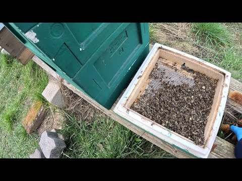 Königin einer Miniplus mit 10 Bienen drin retten