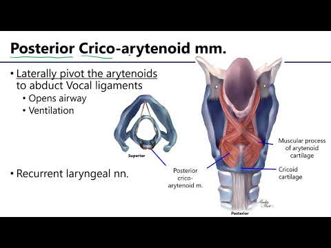 Larynx LO9 - M1 Anatomy Learning Objectives