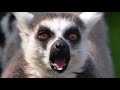 Detroit Zoo Educational Lesson Ring Tailed Lemurs