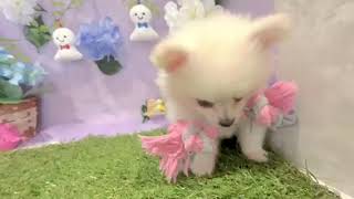 ハーフ犬の動画01