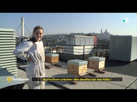 download lagu mp3 mp4 Apiculture Urbaine, download lagu Apiculture Urbaine gratis, unduh video klip Apiculture Urbaine