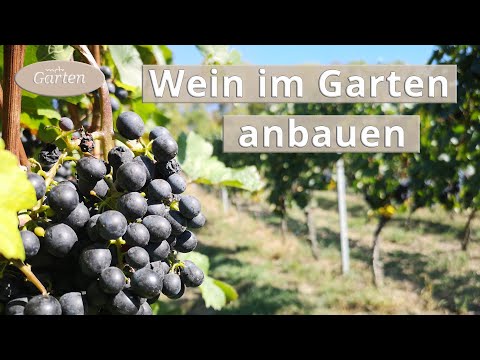 , title : 'Wein anbauen: Eine Weinrebe pflanzen | MDR'