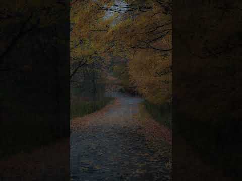 Rain on Leaves on a Forest Road in Autumn - Sounds for Relaxation and Sleep #shorts