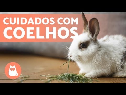 , title : 'COMO CUIDAR DE UM COELHO: o guia completo! 🐰'