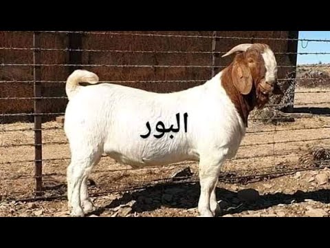 , title : 'احذر من فخ الماعز البور اللهم بلغت اللهم فاشهد وانتو احرار'
