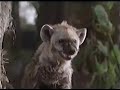 The Jungle Book Mogli S Story Commercial 1998