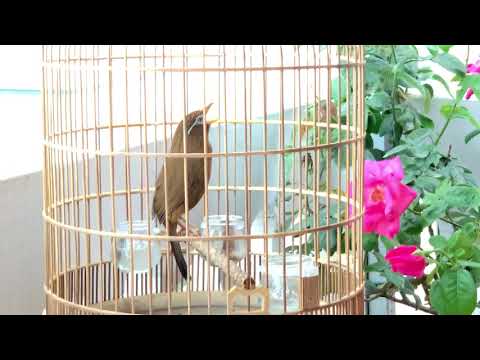 Họa mi nhiều giọng ca hay cb0126, Giá 3,8t. LH 0908070555.  Hà Nội . Có ship. ( ĐÃ NHẬN TIỀN KHÁCH )