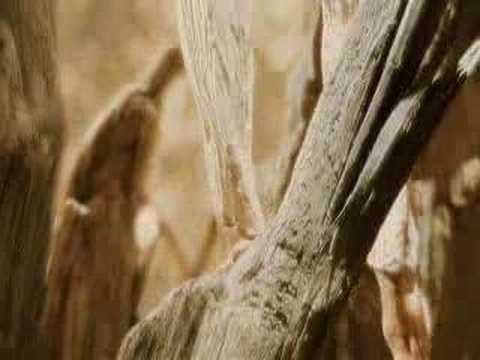 Clips from "The Fountain"(Spoilers Alert)