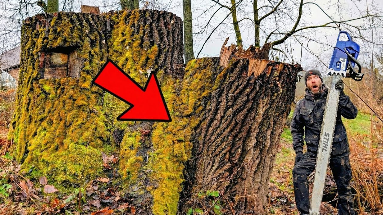 We Found THIS Inside A 500-Year-Old Tree!